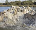 Sudan geçen sürüdeki güzel vahşi atlar